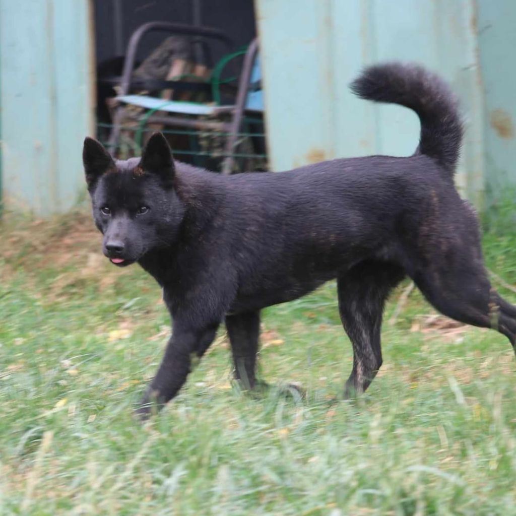 Les Kai de l'affixe Des Fideles Akita Ken