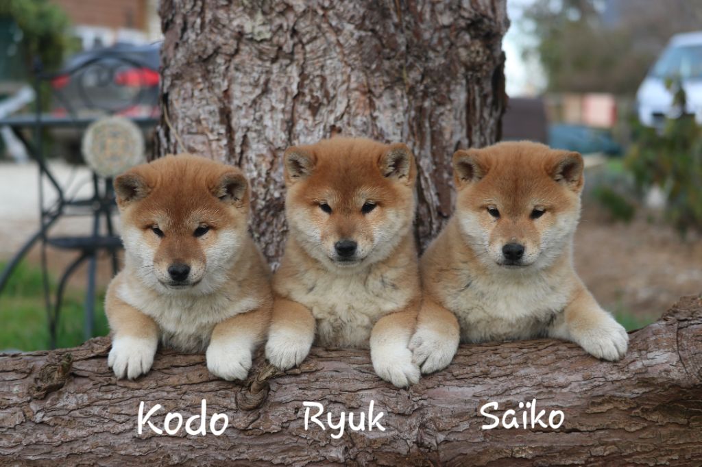 Des Fideles Akita Ken - Shiba - Portée née le 06/10/2020