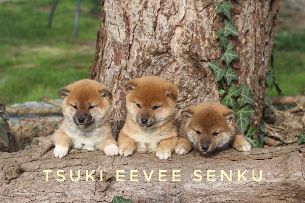 chiot Shiba Des Fideles Akita Ken