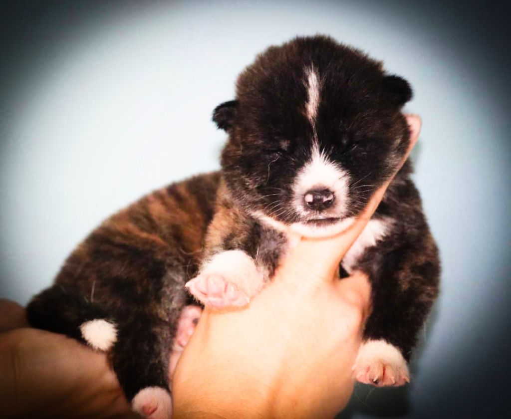 Des Fideles Akita Ken - Chiot disponible  - Akita