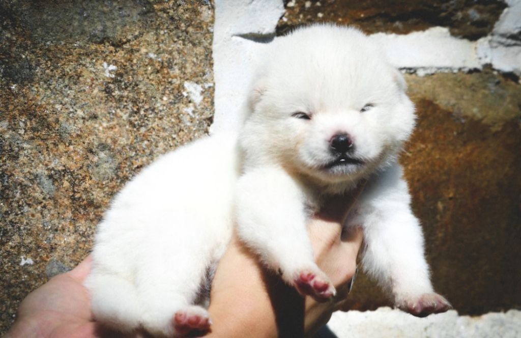 Des Fideles Akita Ken - Chiot disponible  - Akita