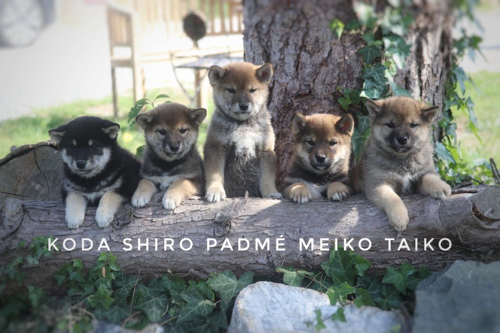 chiot Shiba Des Fideles Akita Ken