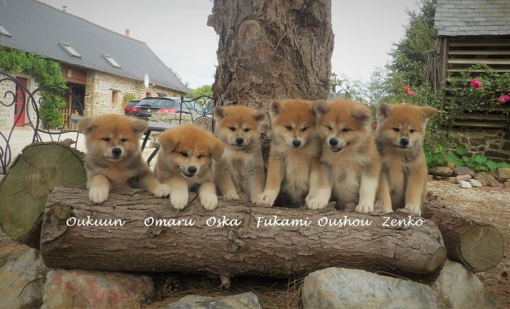 chiot Akita Des Fideles Akita Ken