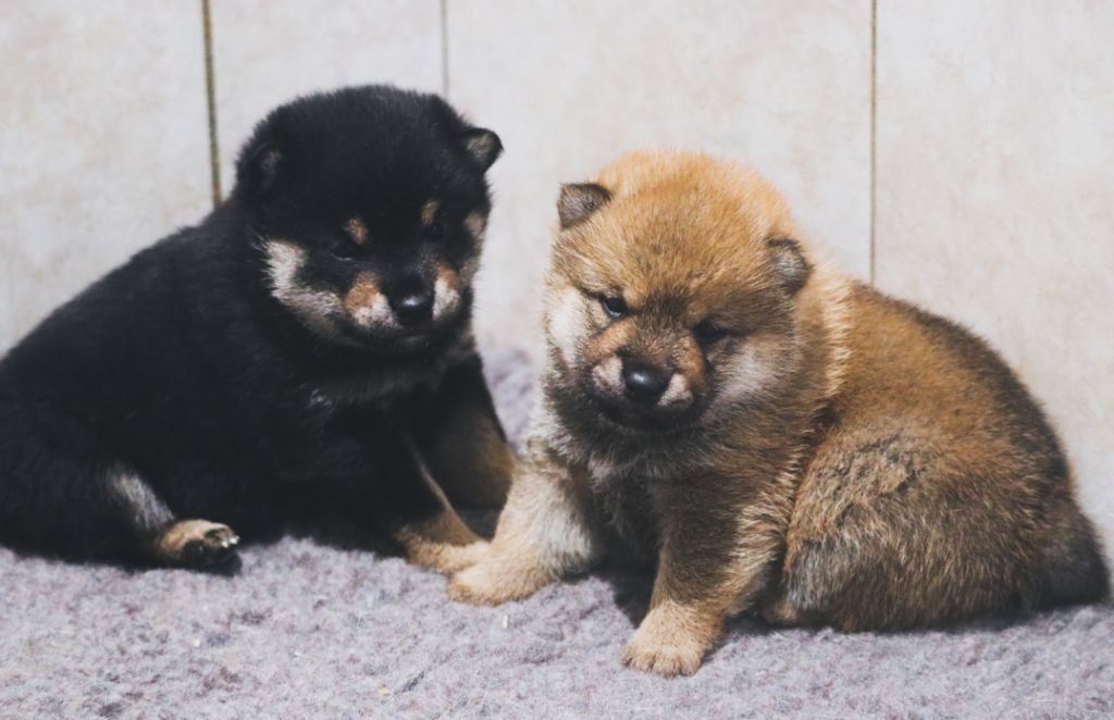 chiot Shiba Des Fideles Akita Ken