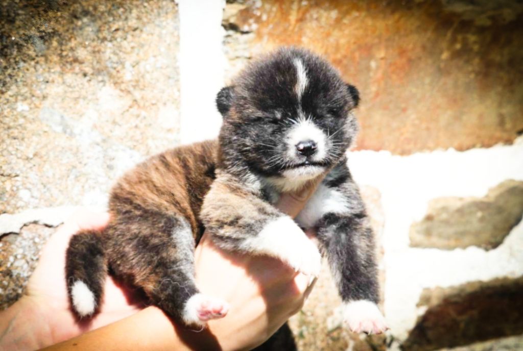 Des Fideles Akita Ken - Chiot disponible  - Akita