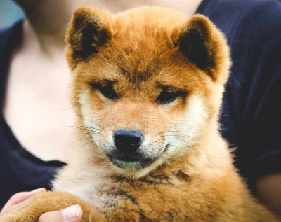 Des Fideles Akita Ken - Shiba - Portée née le 25/04/2024