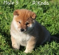 R'Koda