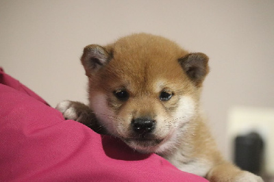 Des Fideles Akita Ken - Shiba - Portée née le 26/09/2022