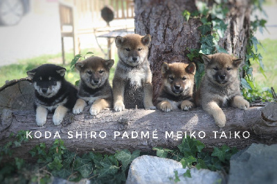 Des Fideles Akita Ken - Shiba - Portée née le 09/04/2022