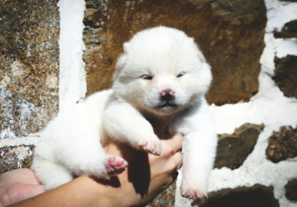 Des Fideles Akita Ken - Chiot disponible  - Akita