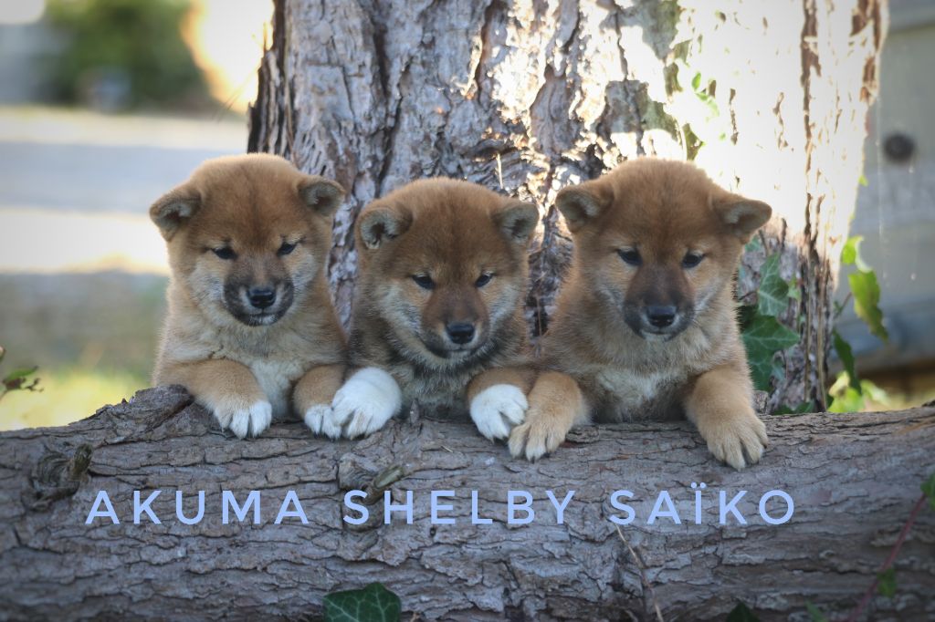 Des Fideles Akita Ken - Shiba - Portée née le 30/08/2021