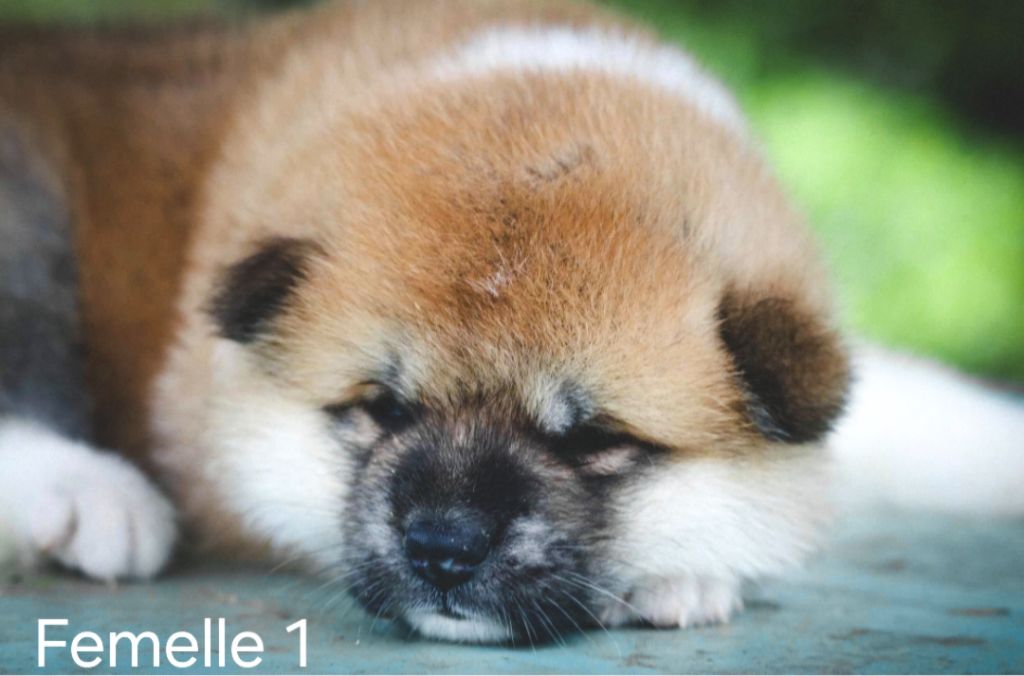 Des Fideles Akita Ken - Chiot disponible  - Akita