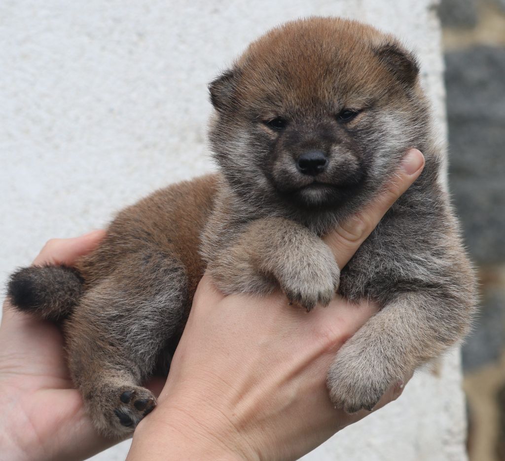 Des Fideles Akita Ken - Chiot disponible  - Shiba