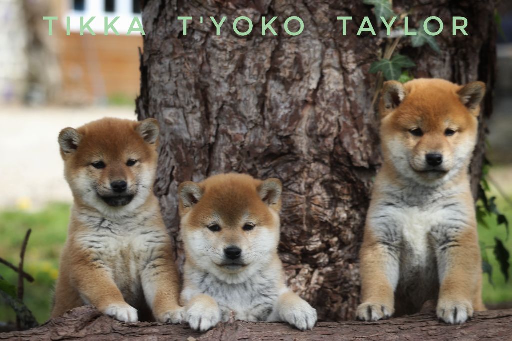 chiot Shiba Des Fideles Akita Ken