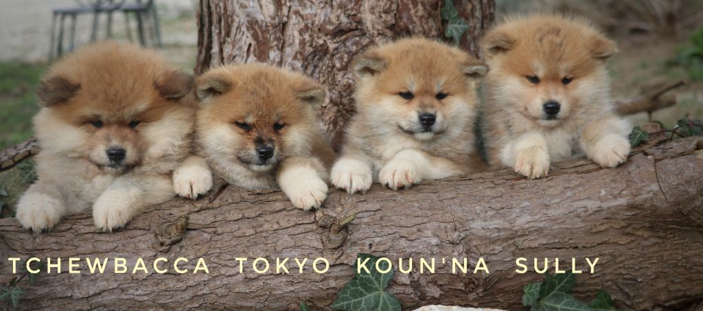 chiot Akita Des Fideles Akita Ken