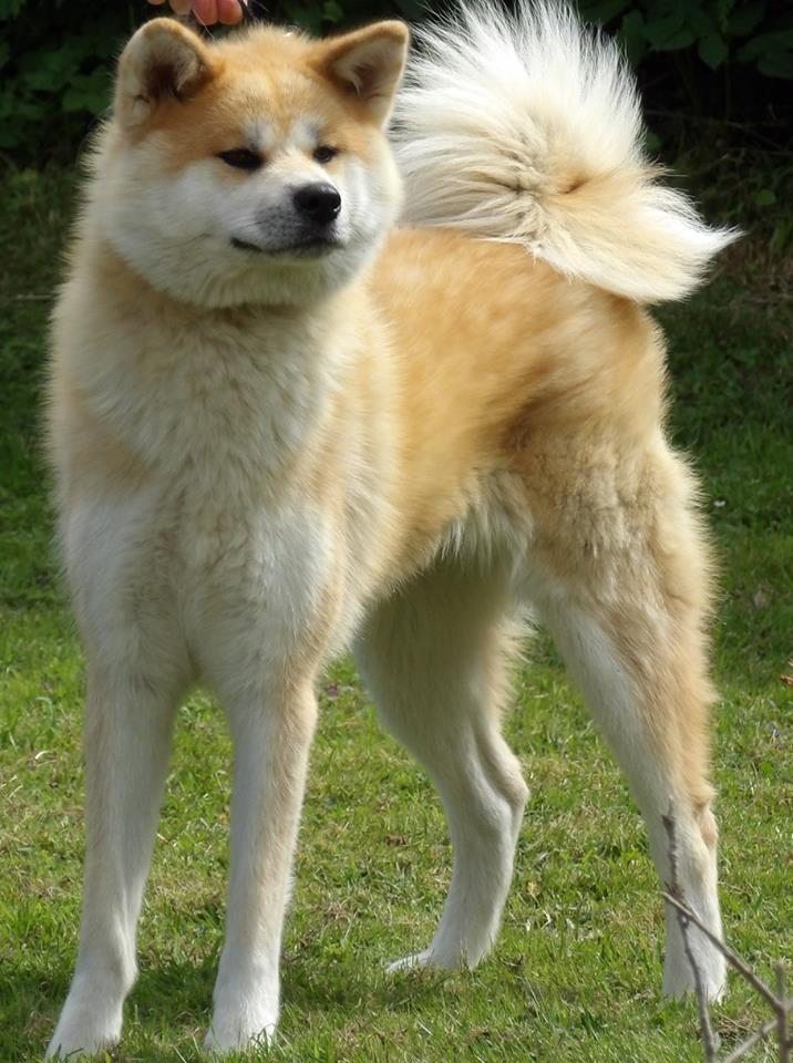 L'haya Des Fideles Akita Ken