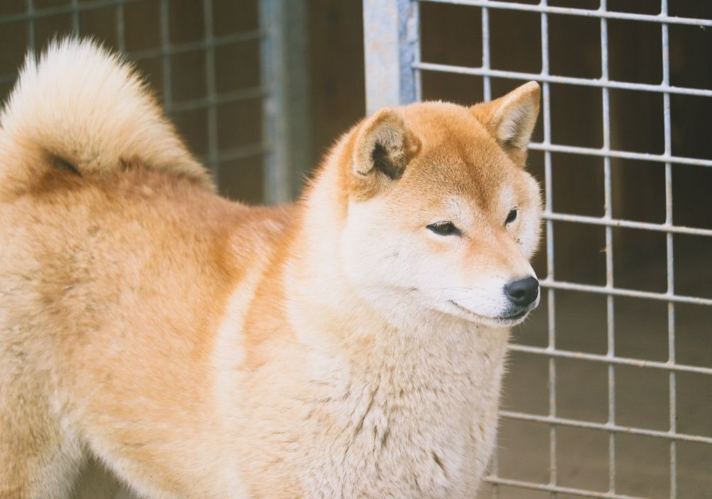 U'ahsoka Des Fideles Akita Ken