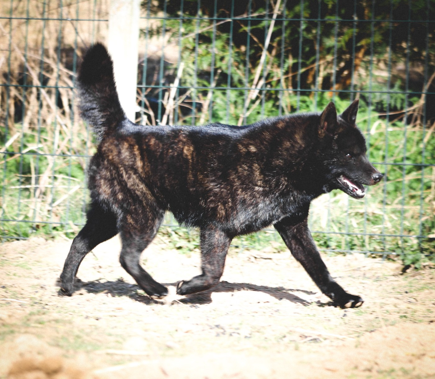 Kikumi go fuurinkazan