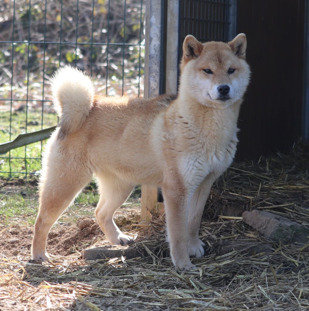 Umiya Des Fideles Akita Ken