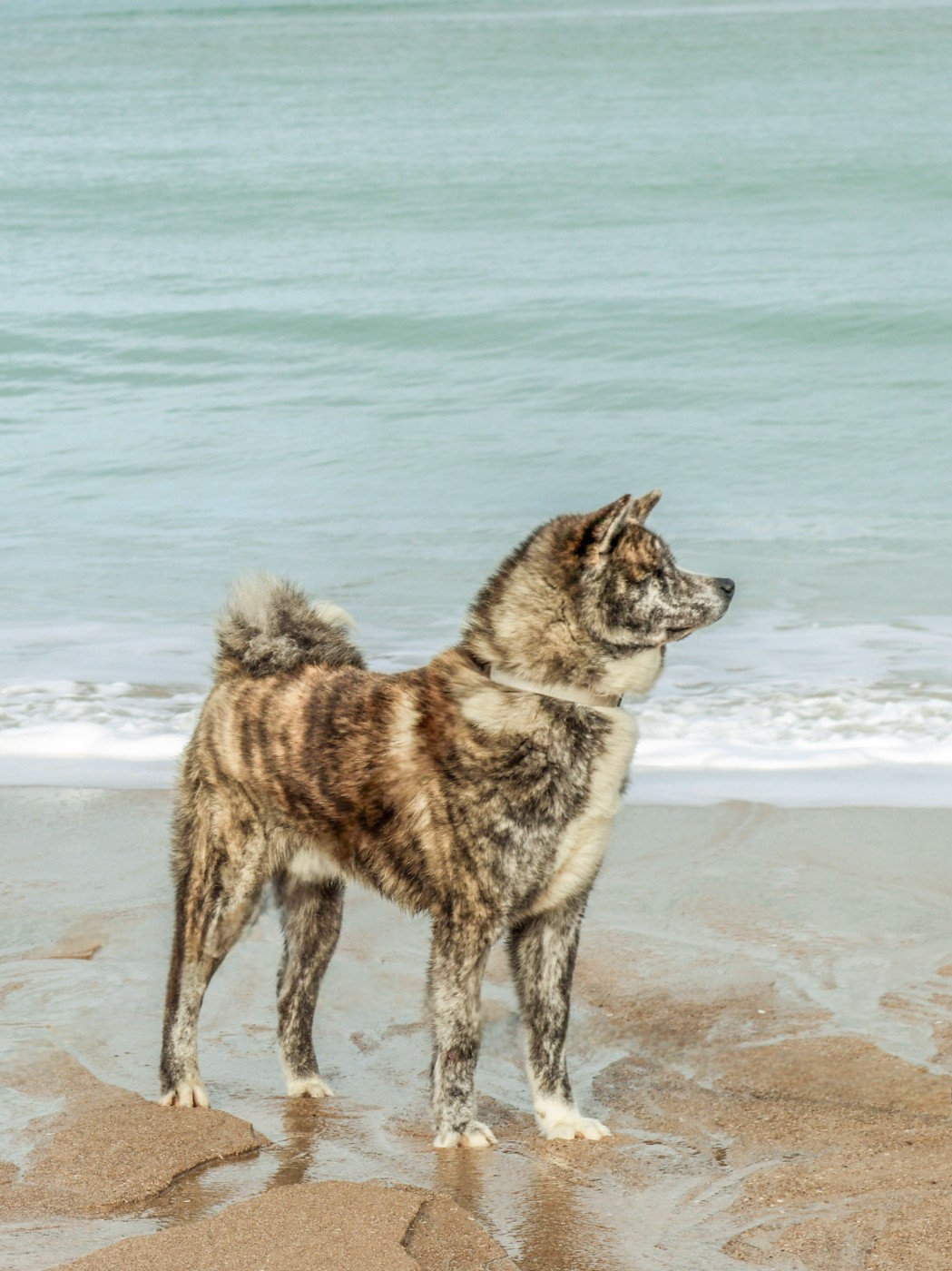 Vito jagwar Des Fideles Akita Ken