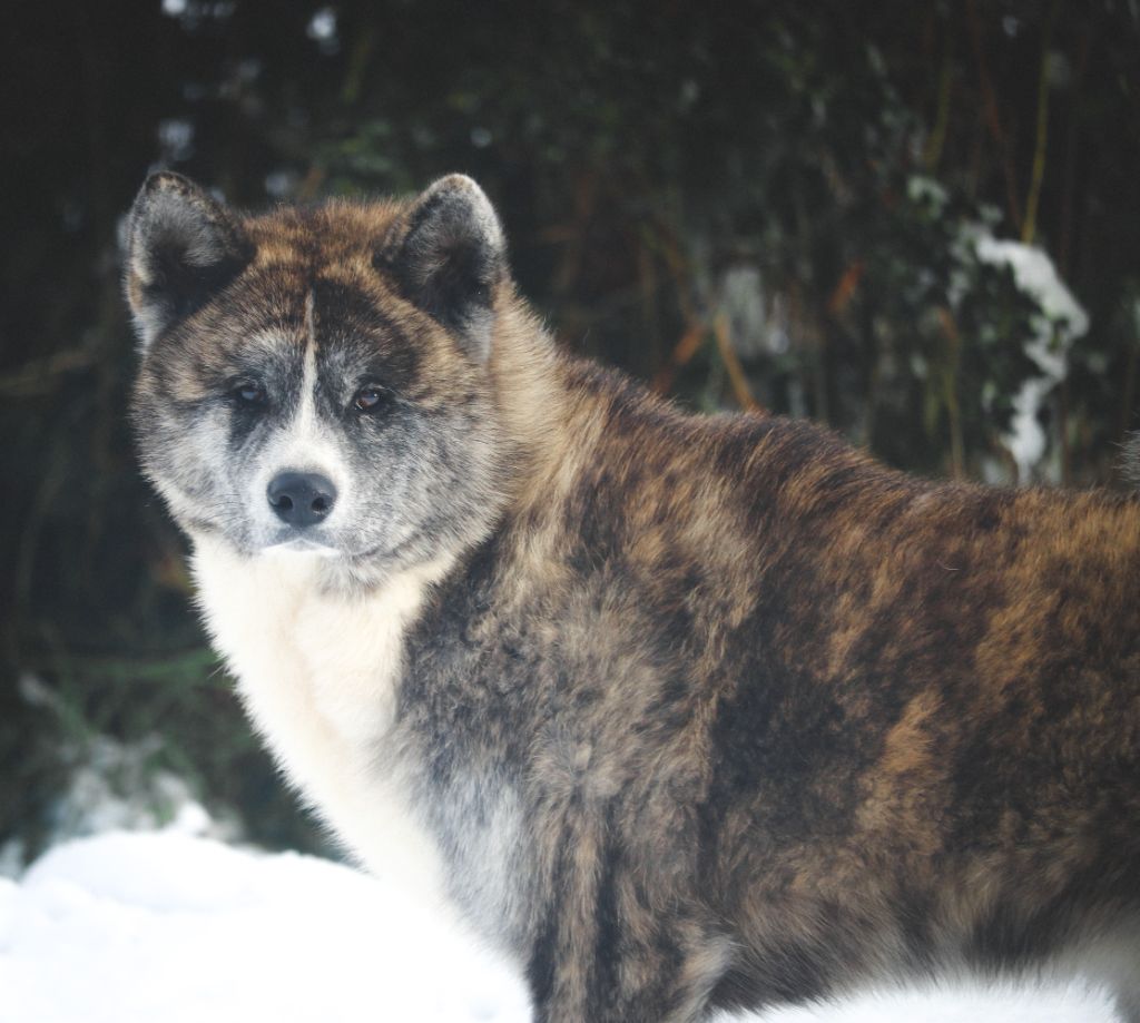 Vito jagwar Des Fideles Akita Ken