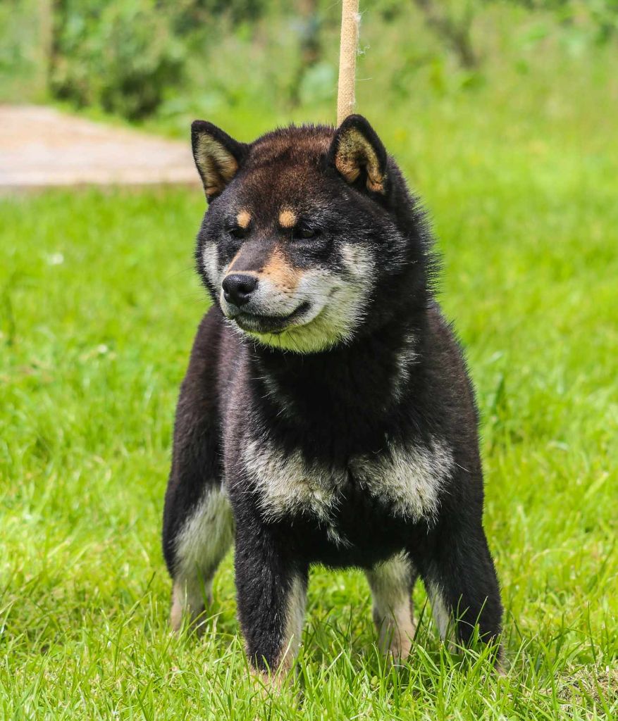 Uoshi go Des Fideles Akita Ken