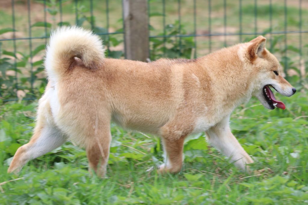 Umiya Des Fideles Akita Ken