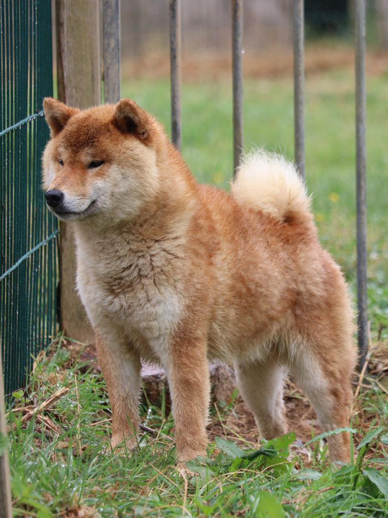 True men don't kill coyotes Des Fideles Akita Ken