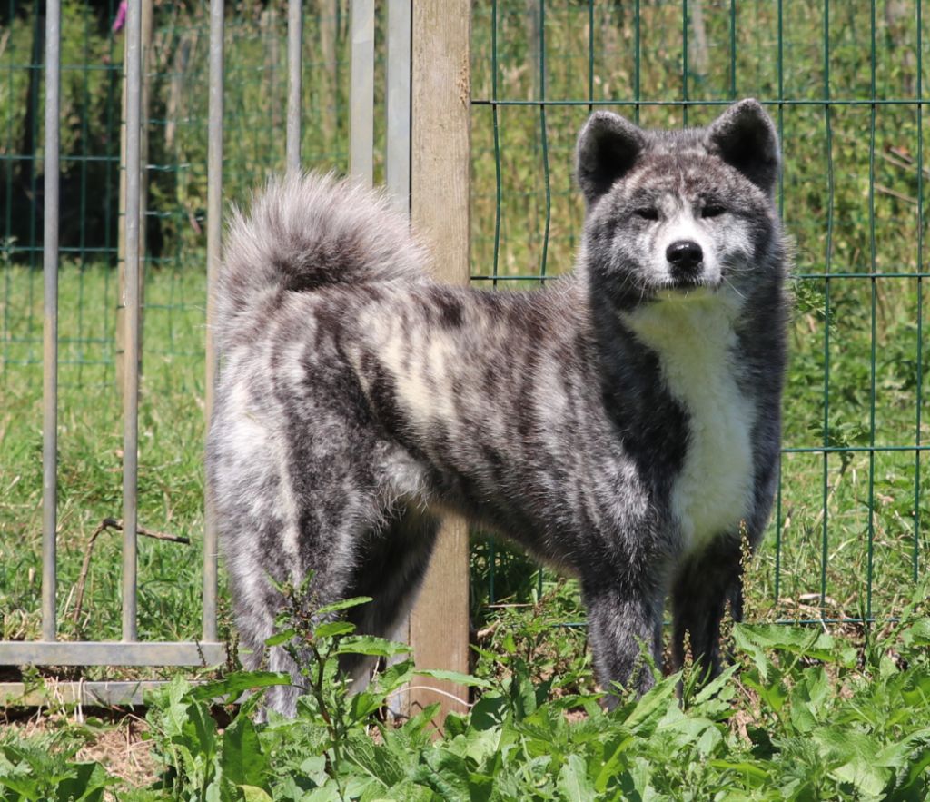 V yumiko De La Joaillerie De La Cour