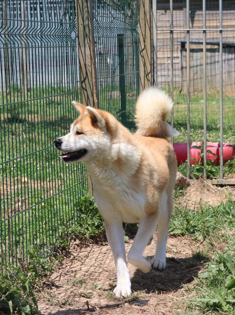 Taori De La Joaillerie De La Cour