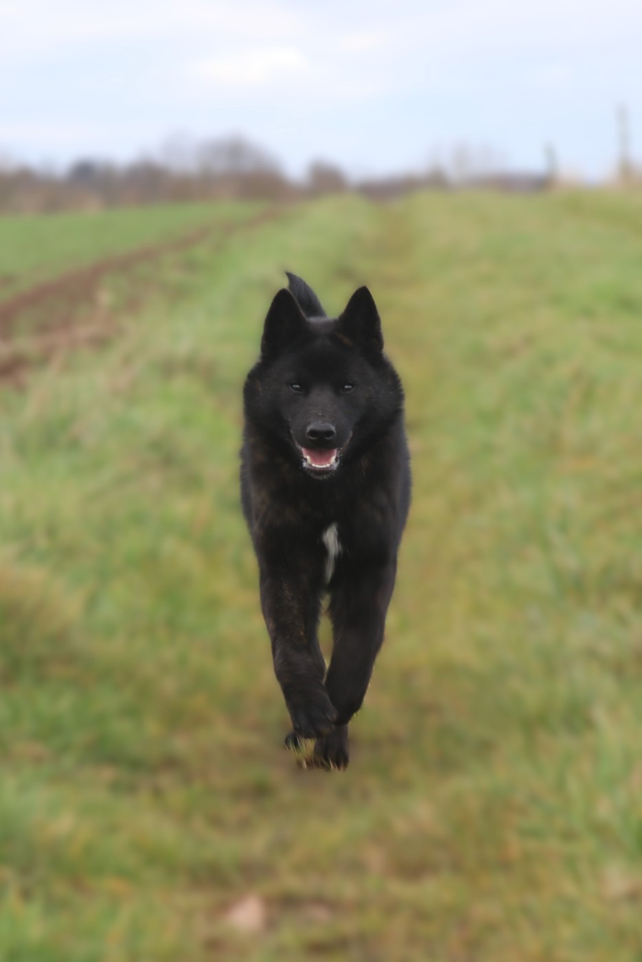 A'karube go Des Fideles Akita Ken