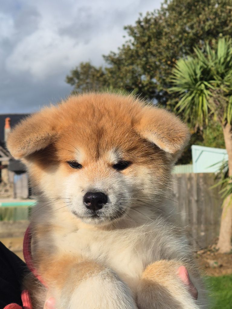 Ayame go Des Fideles Akita Ken