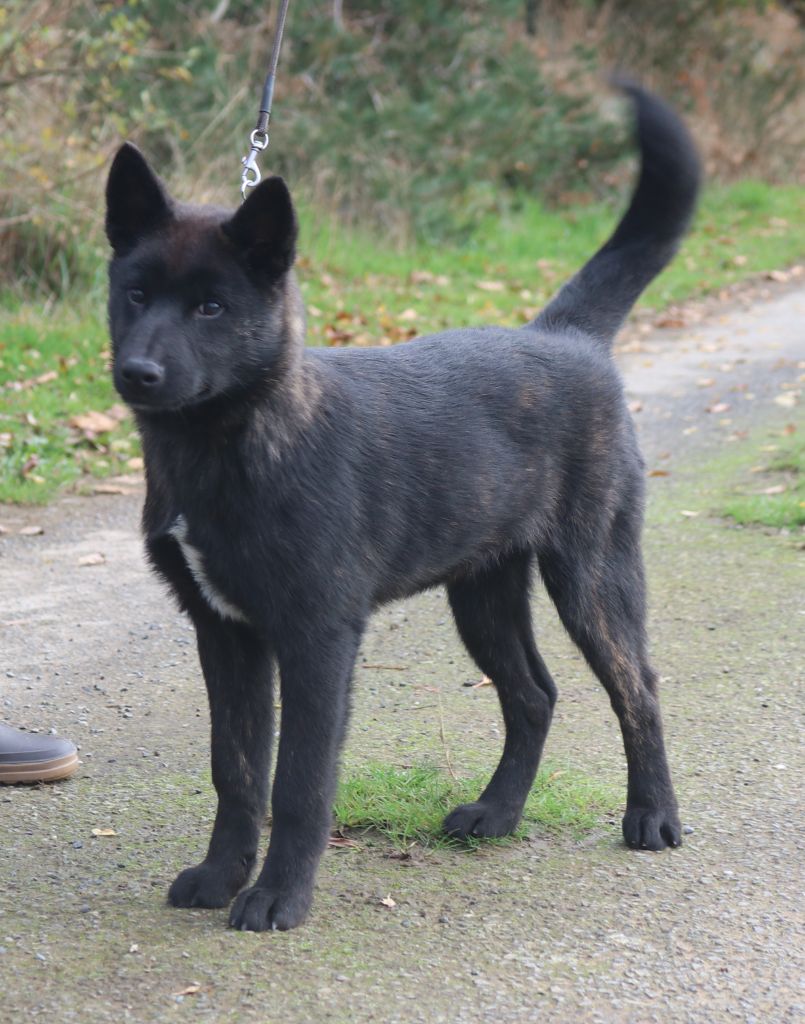 A'karube go Des Fideles Akita Ken