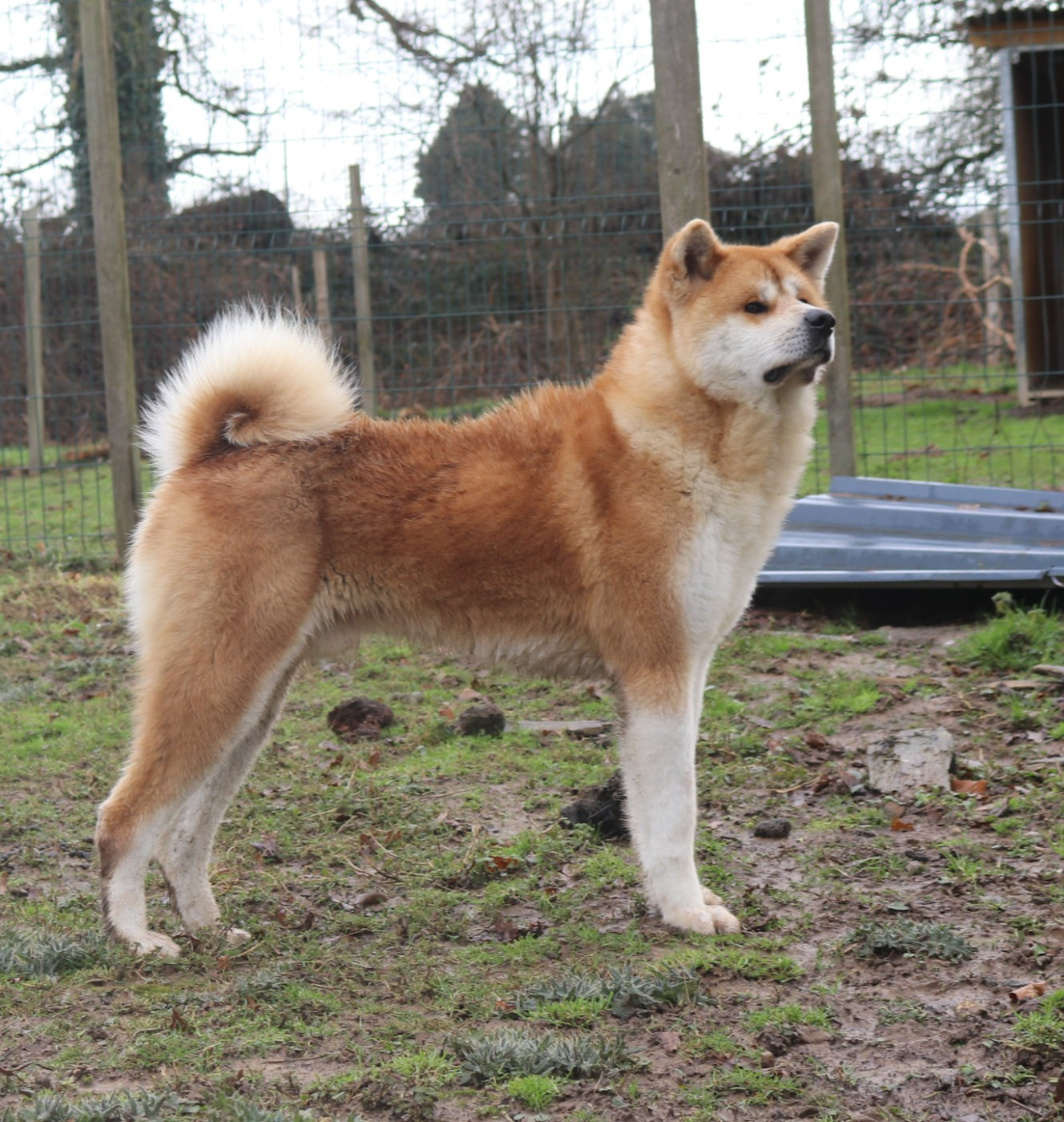 V Akaza Des Fideles Akita Ken