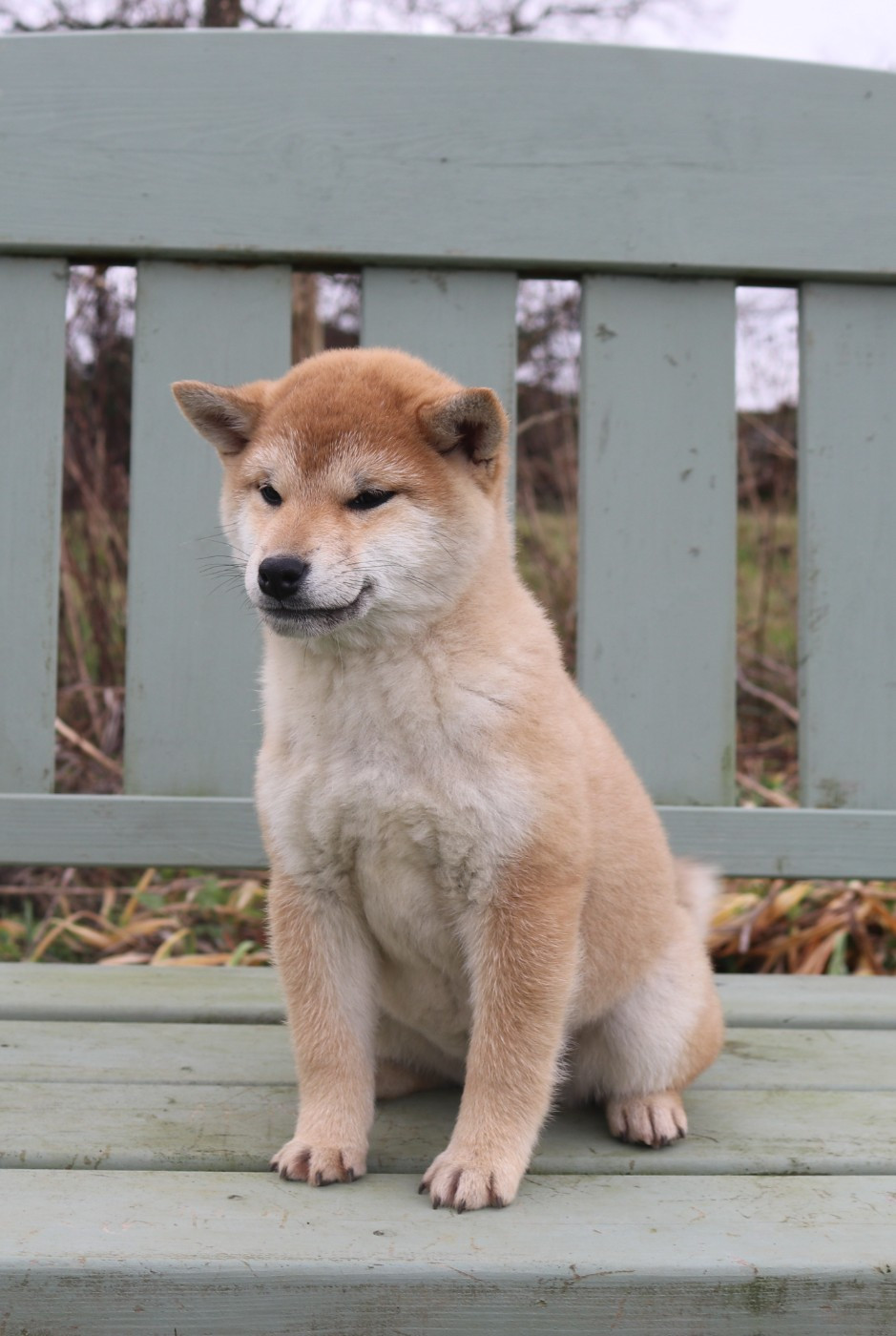 Chiots disponibles !