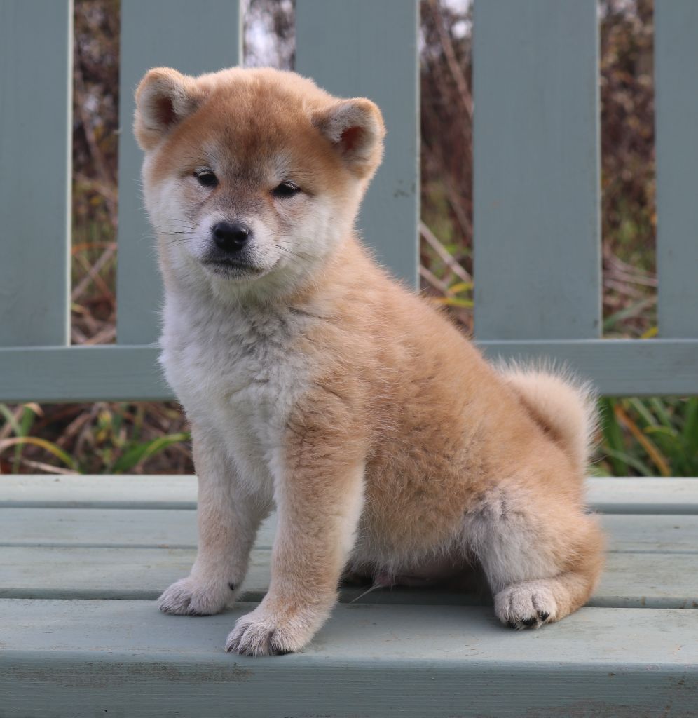 Chiots disponibles !