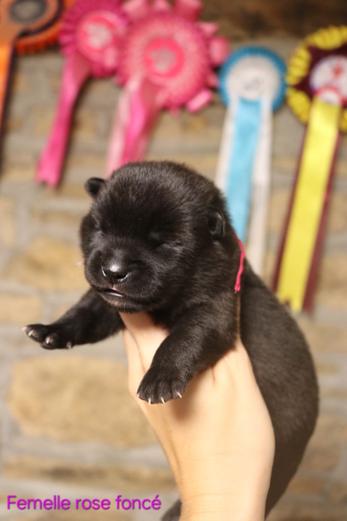 Chiots Kai Ken disponibles 