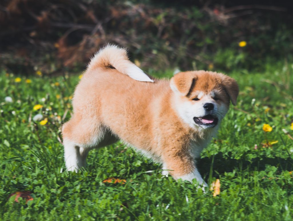 Chiots roux, bringes et blancs à venir !
