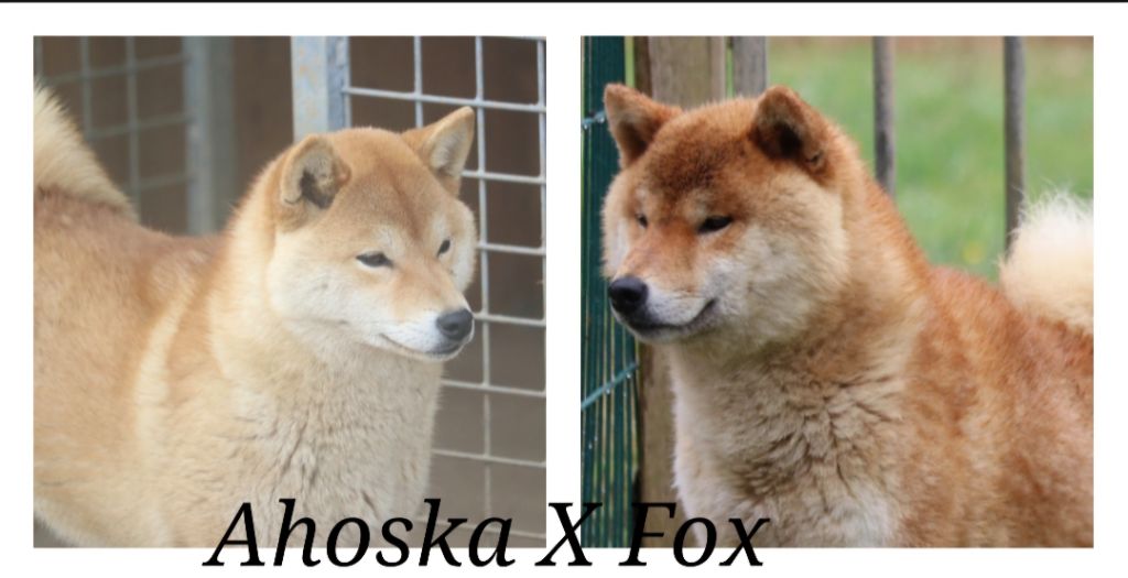 Des Fideles Akita Ken - Chiots à naître Septembre 2025 !