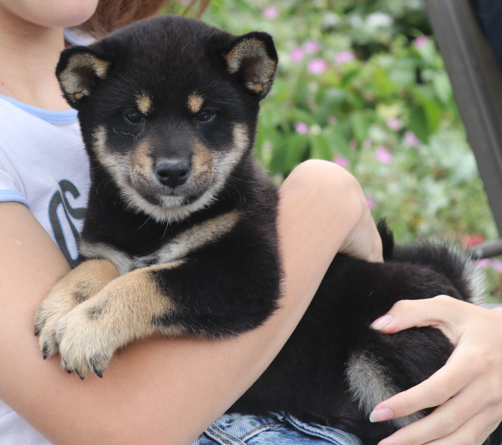 Des Fideles Akita Ken - Chiots disponibles - Shiba