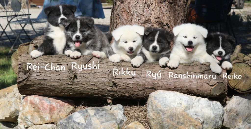 Des Fideles Akita Ken - Akita - Portée née le 16/02/2020