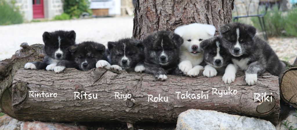 Des Fideles Akita Ken - Akita - Portée née le 05/04/2020
