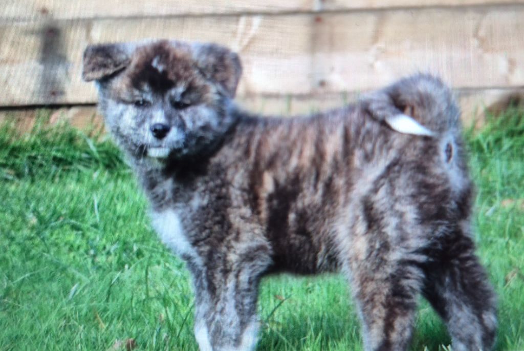 Des Fideles Akita Ken - Chiots disponibles - Akita