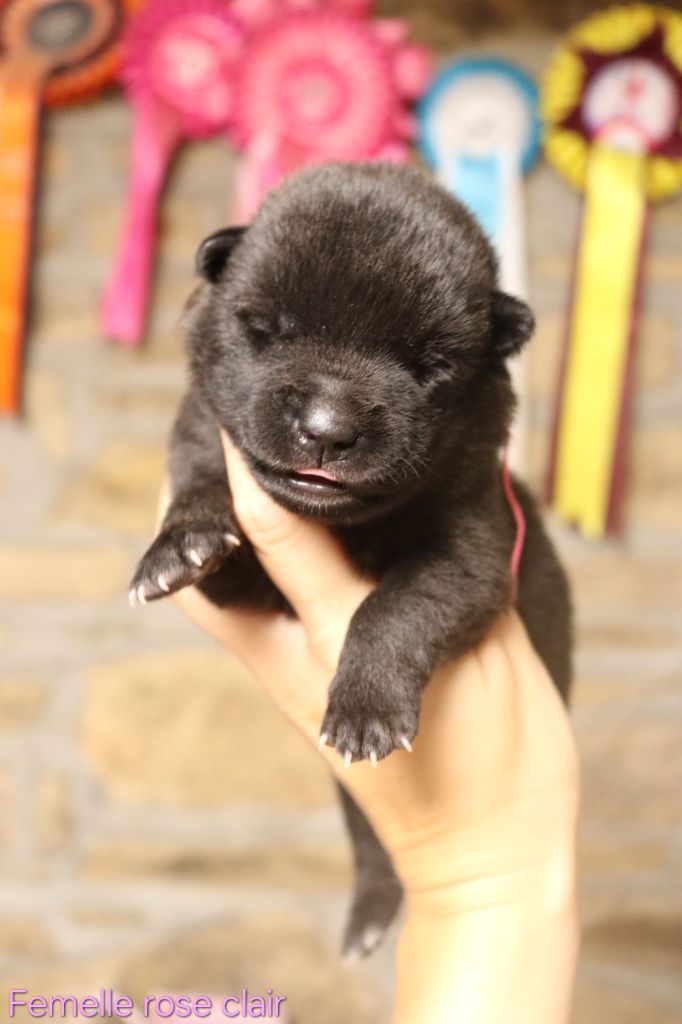Des Fideles Akita Ken - Chiots disponibles - Kai