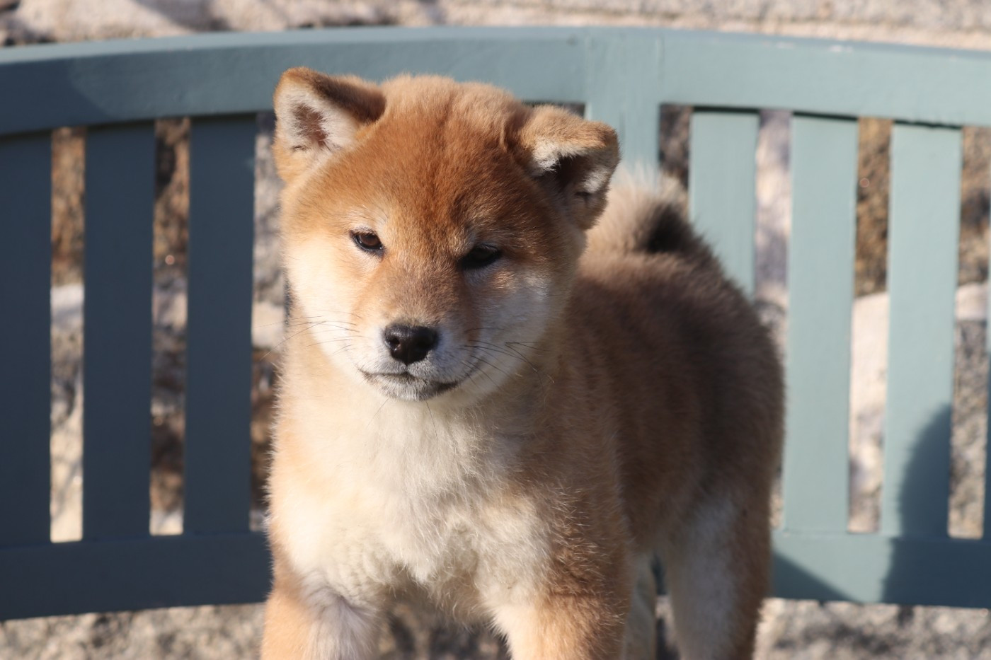 Des Fideles Akita Ken - Chiots disponibles - Shiba