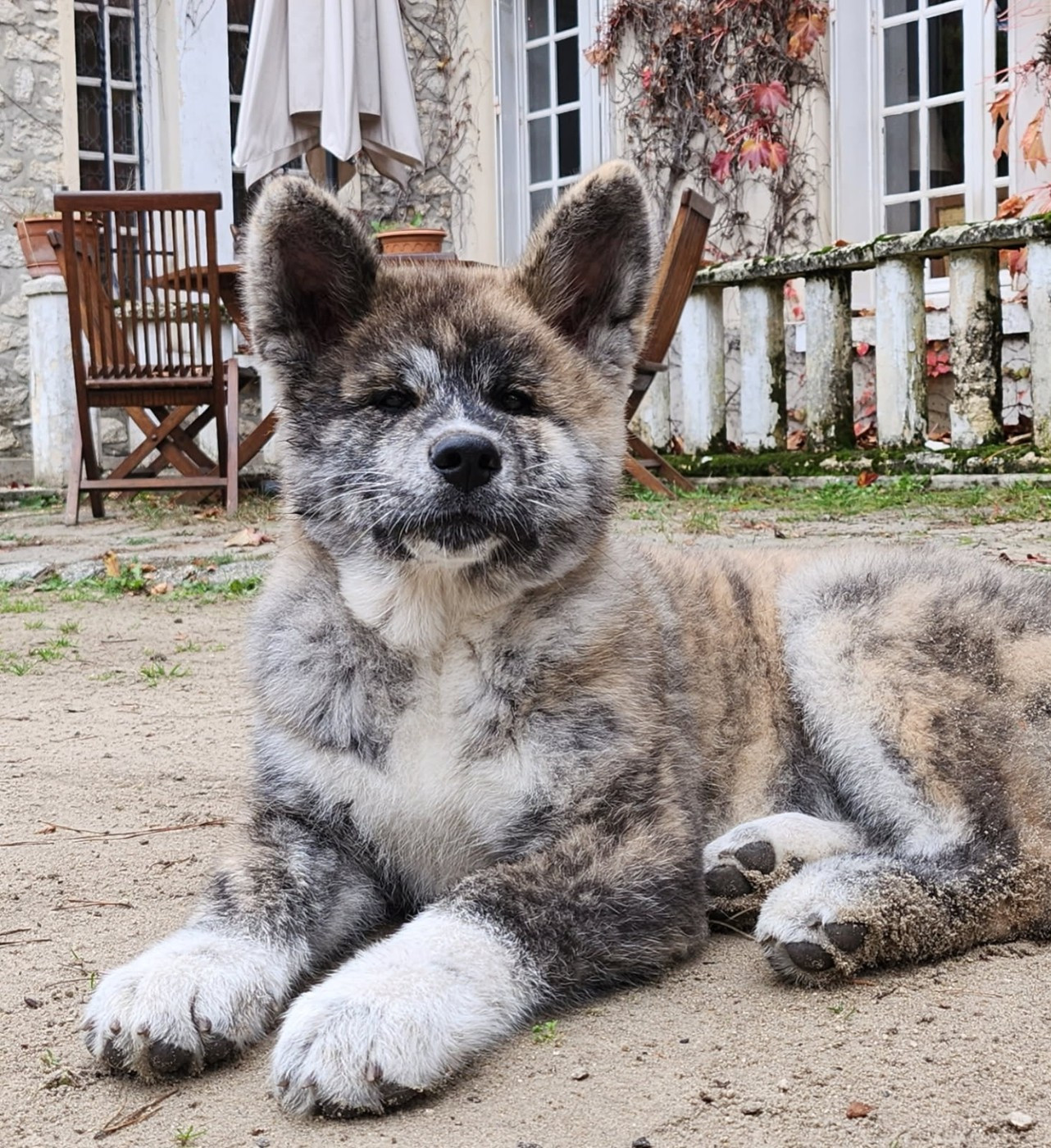 Des Fideles Akita Ken - Akita - Portée née le 10/08/2025