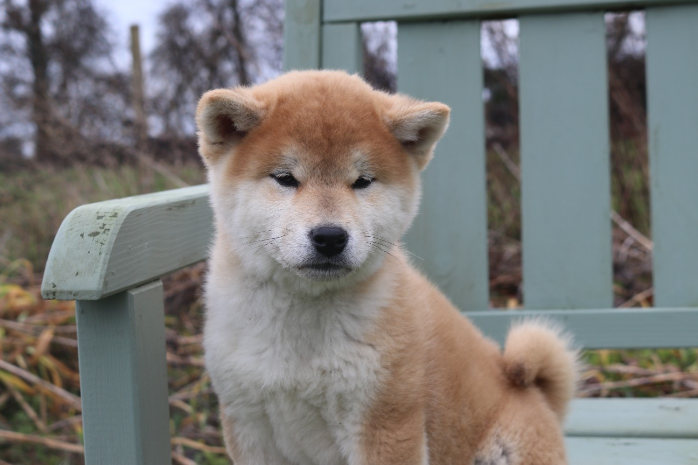 Des Fideles Akita Ken - Chiots disponibles - Shiba