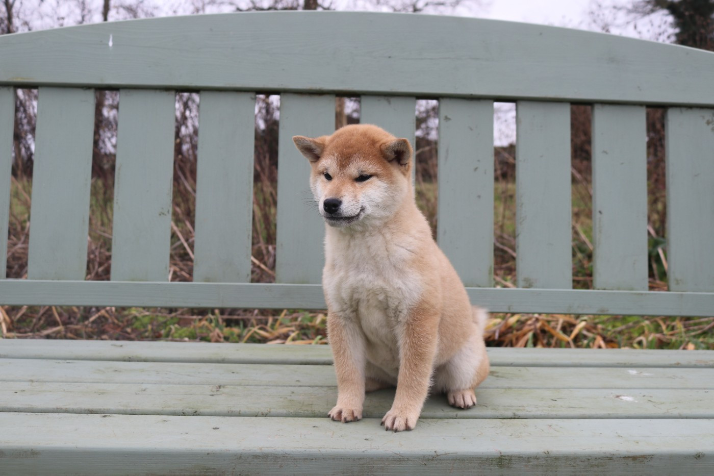 Des Fideles Akita Ken - Chiots disponibles - Shiba