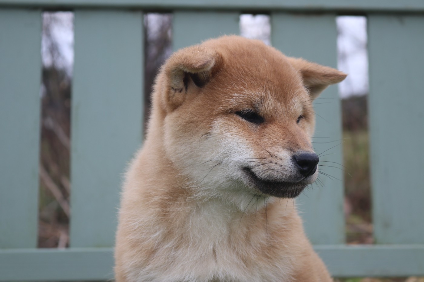 Des Fideles Akita Ken - Chiots disponibles - Shiba