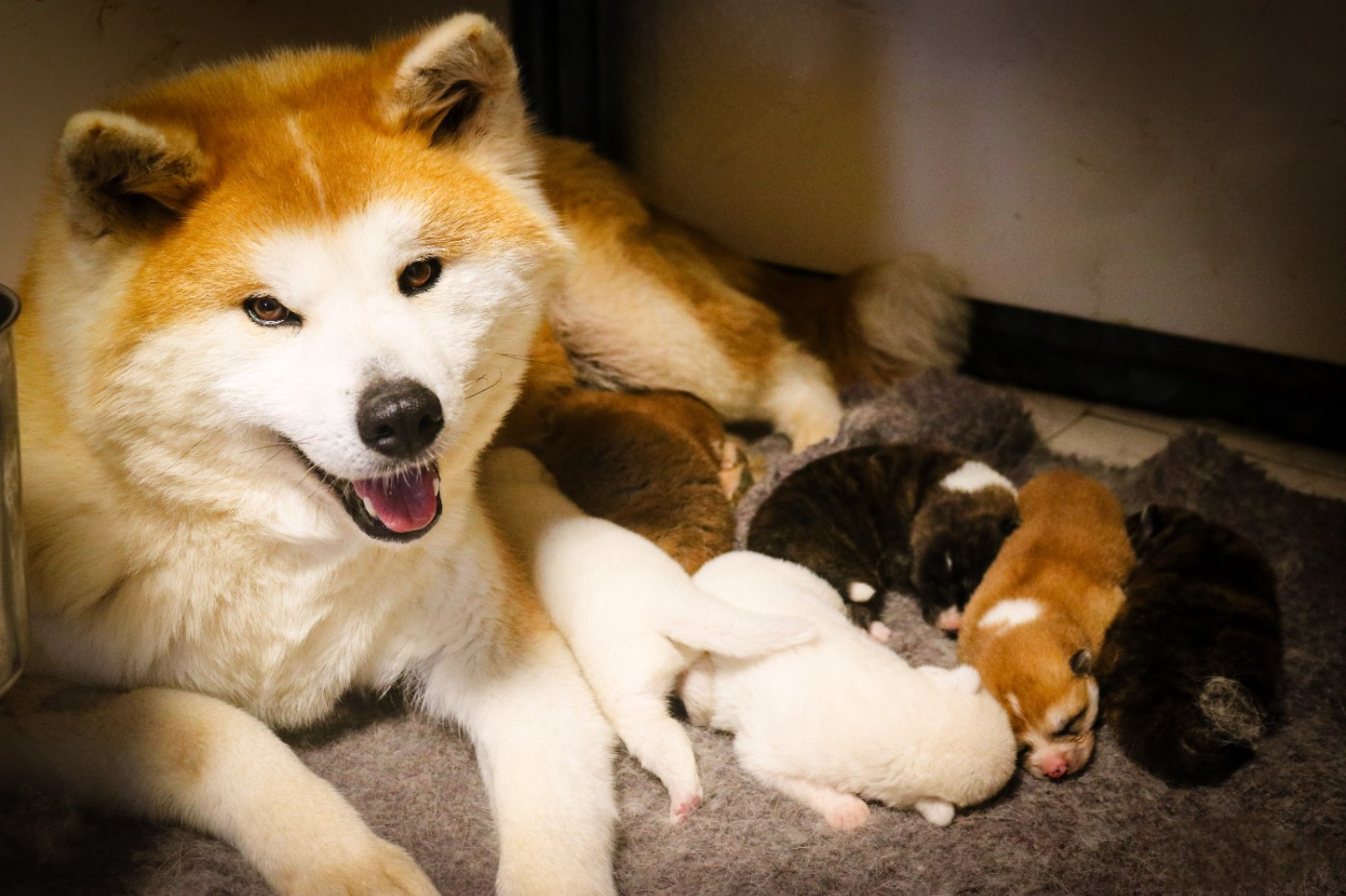 Chiot Akita Des Fideles Akita Ken